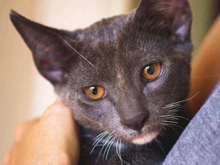 Gato ra a SRD idade 2 a 6 meses nome Toró