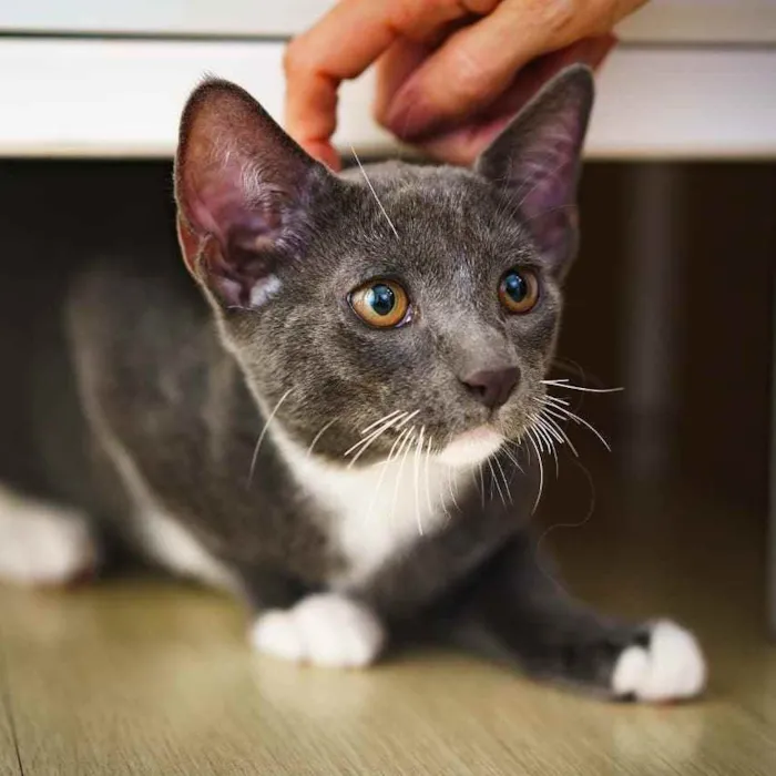 Gato ra a SRD idade 2 a 6 meses nome Toró