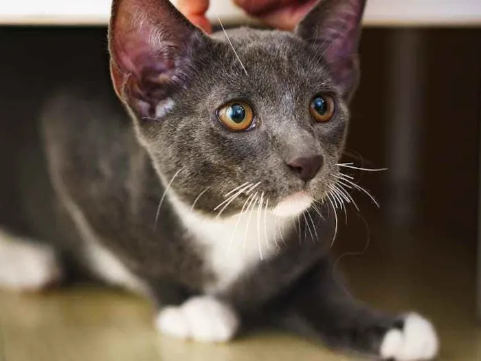 Gato ra a SRD idade 2 a 6 meses nome Toró