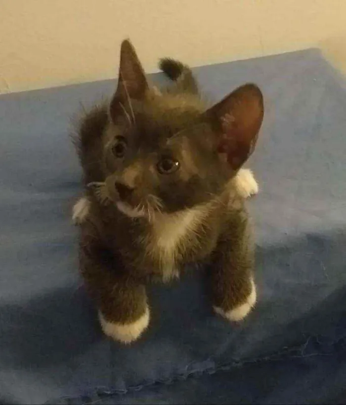 Gato ra a SRD idade 2 a 6 meses nome Toró