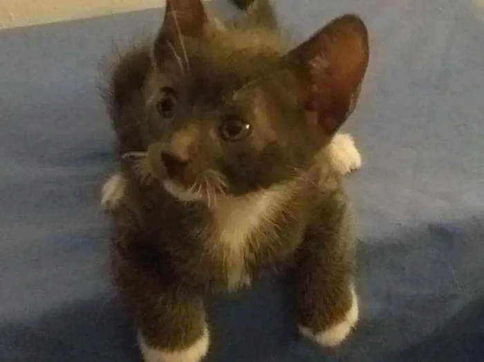 Gato ra a SRD idade 2 a 6 meses nome Toró