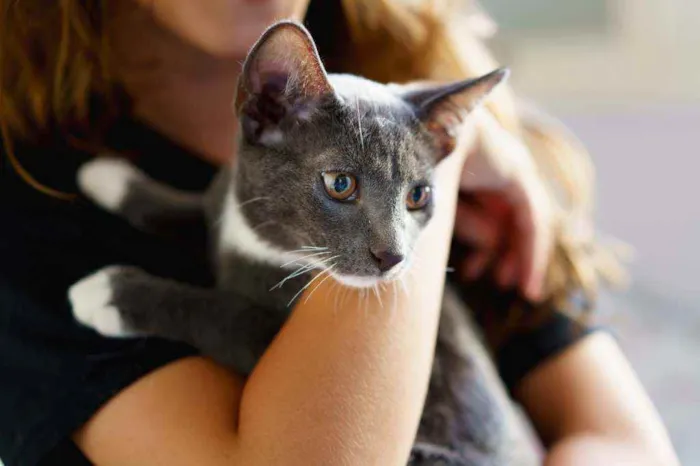 Gato ra a SRD idade 2 a 6 meses nome Toró