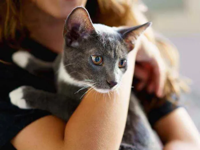 Gato ra a SRD idade 2 a 6 meses nome Toró