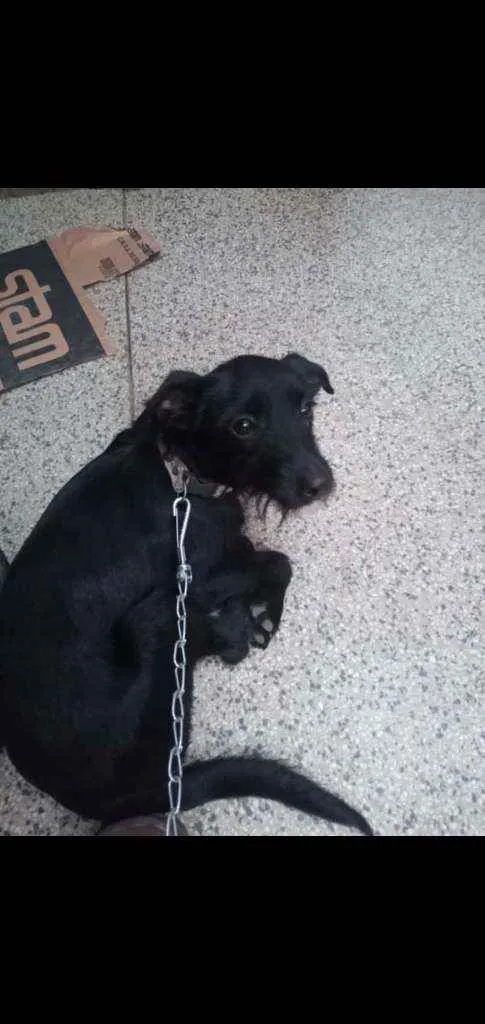 Cachorro raça Viralata idade 7 a 11 meses nome S/ nome