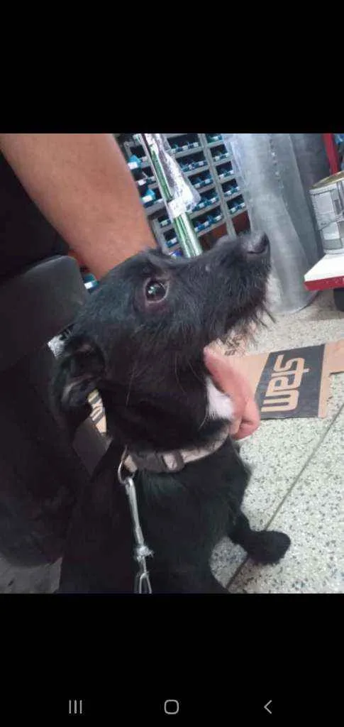 Cachorro raça Viralata idade 7 a 11 meses nome S/ nome