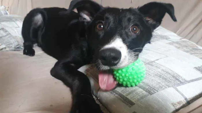 Cachorro ra a Srd idade 7 a 11 meses nome Sem nome