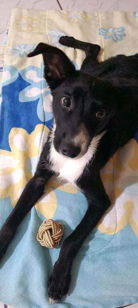 Cachorro ra a Srd idade 7 a 11 meses nome Sem nome