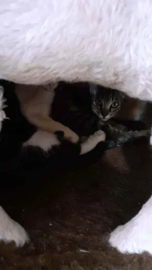 Gato raça Raca não definida  idade Abaixo de 2 meses nome Gatinhos bbs