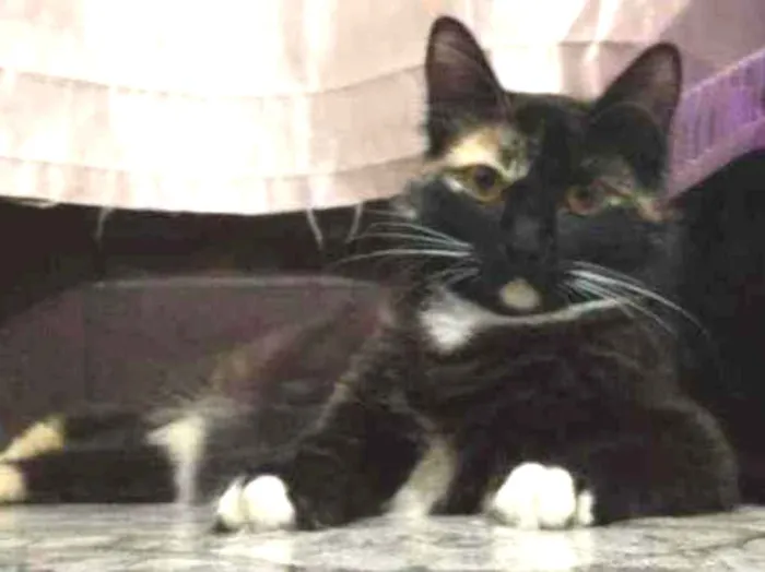 Gato ra a Sem raça definida  idade 1 ano nome Sem nome