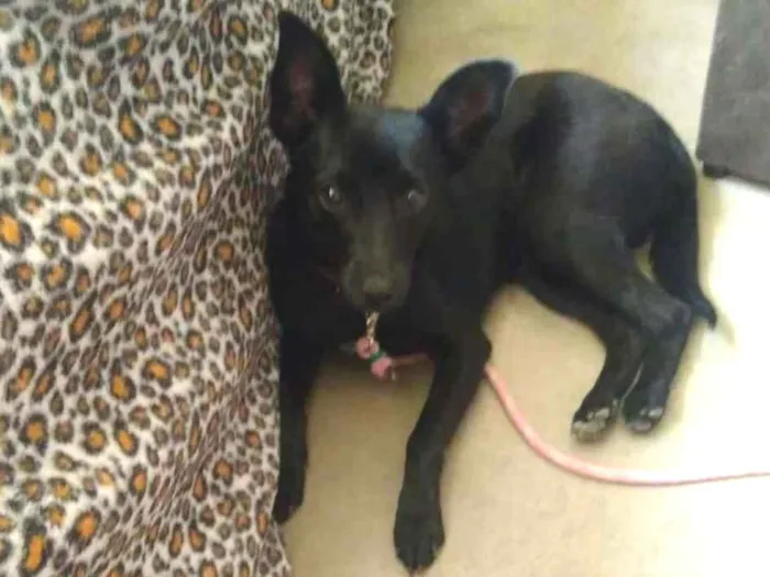 Cachorro ra a Indefinida idade 7 a 11 meses nome Zoe