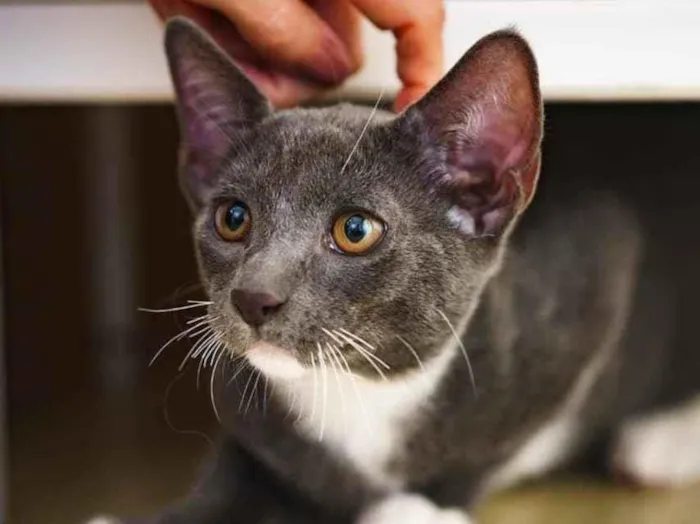 Gato ra a SRD idade 2 a 6 meses nome Toró