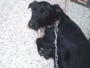 Cachorro raça Viralata idade 7 a 11 meses nome S/ nome