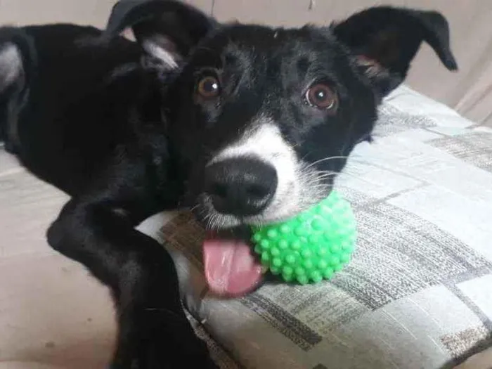 Cachorro ra a Srd idade 7 a 11 meses nome Sem nome