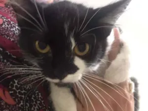 Gato raça SRD-ViraLata idade 2 a 6 meses nome Majú