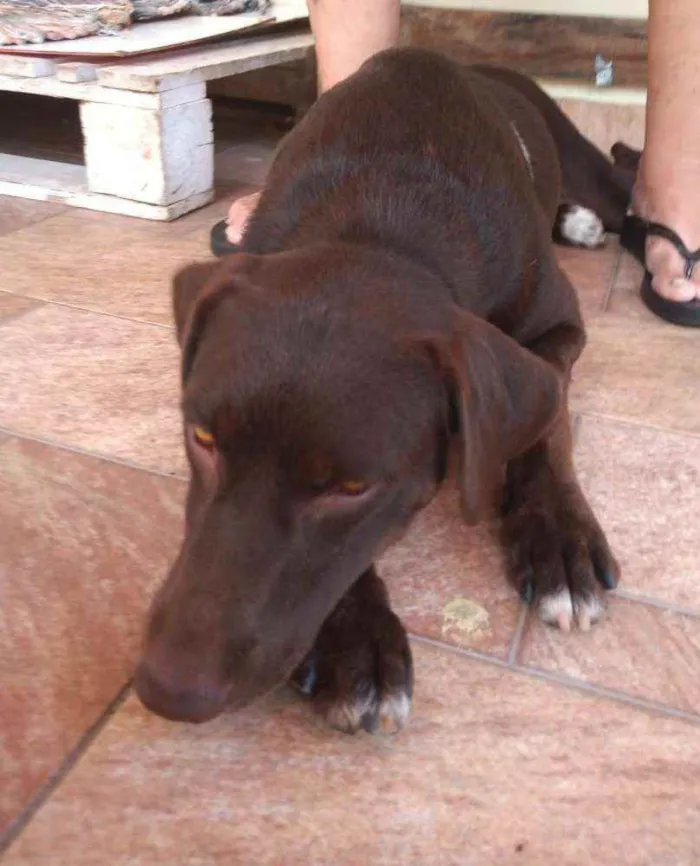 Cachorro raça Não definida idade 1 ano nome Belinha