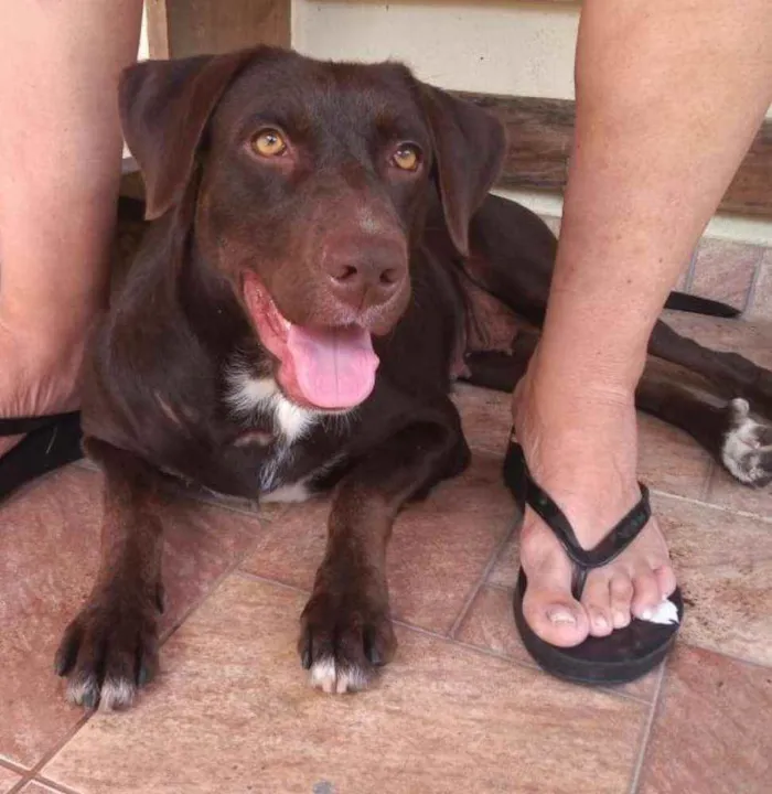 Cachorro raça Não definida idade 1 ano nome Belinha