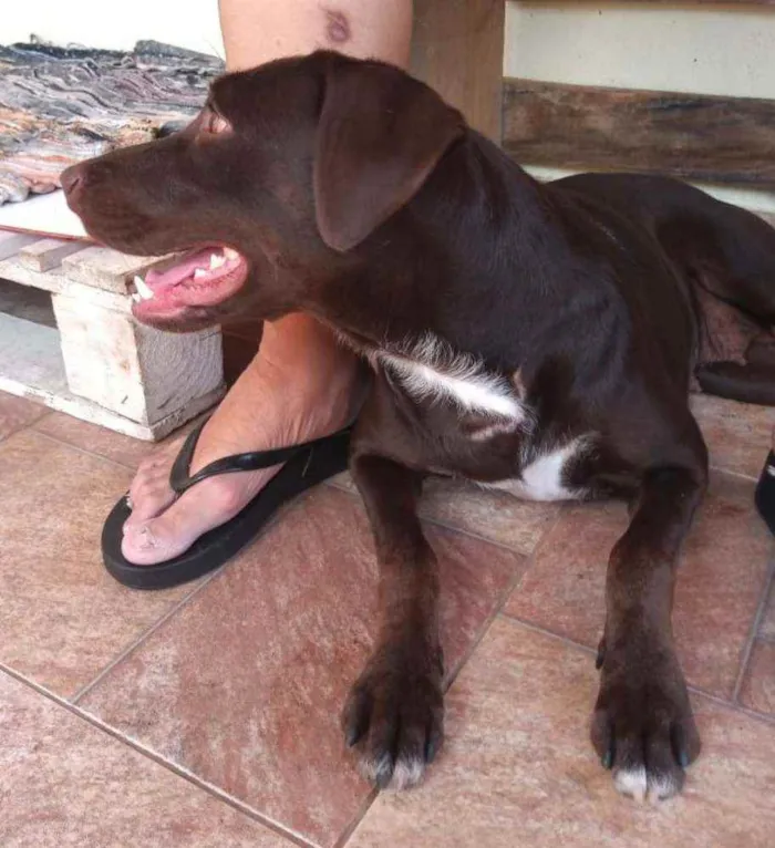 Cachorro raça Não definida idade 1 ano nome Belinha