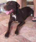 Cachorro raça Não definida idade 1 ano nome Belinha