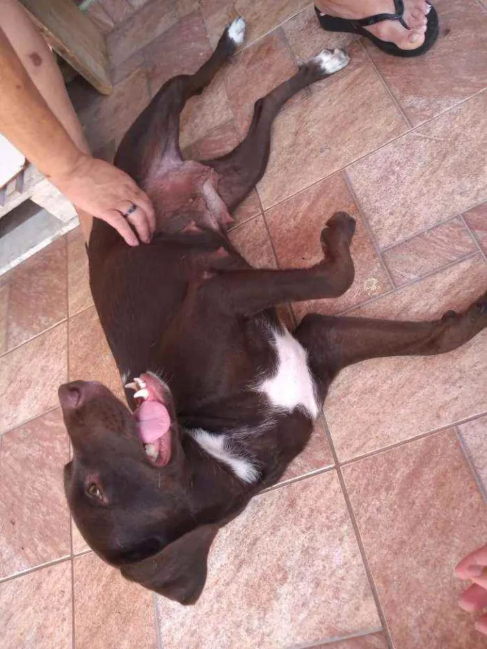 Cachorro raça Não definida idade 1 ano nome Belinha