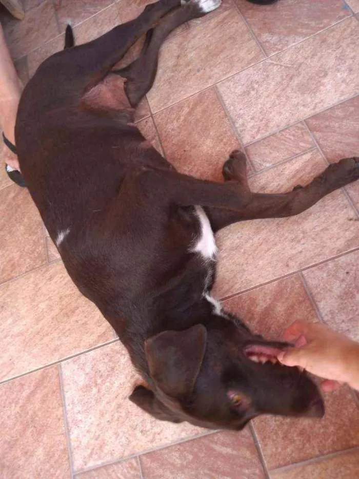 Cachorro raça Não definida idade 1 ano nome Belinha