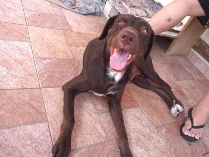 Cachorro raça Não definida idade 1 ano nome Belinha