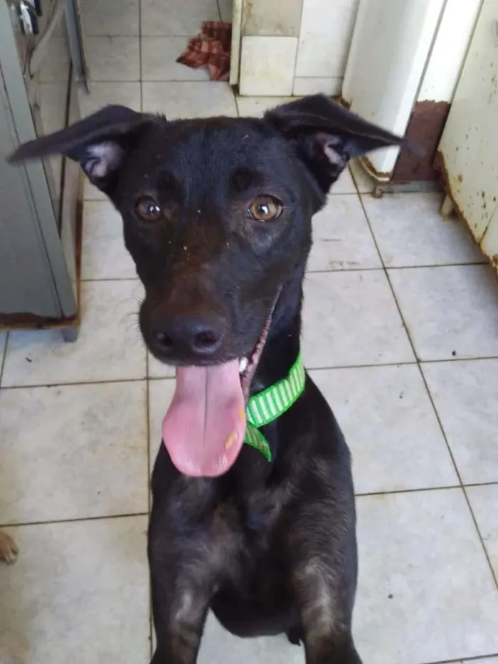 Cachorro ra a SRD-ViraLata idade 7 a 11 meses nome Charlie