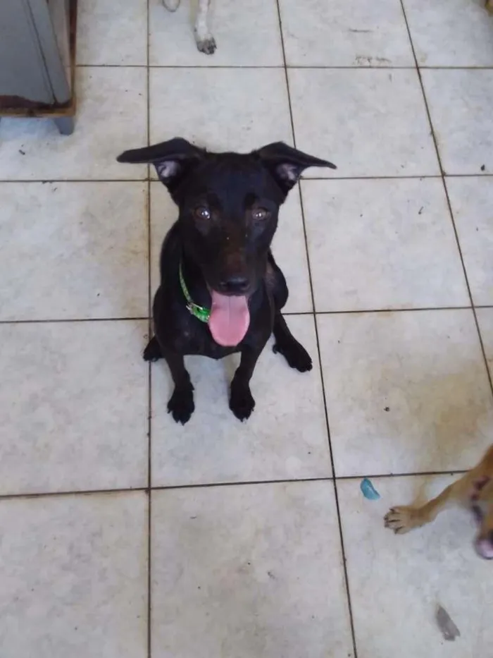 Cachorro ra a SRD-ViraLata idade 7 a 11 meses nome Charlie