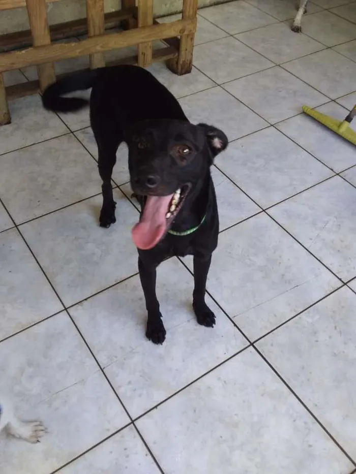 Cachorro ra a SRD-ViraLata idade 7 a 11 meses nome Charlie