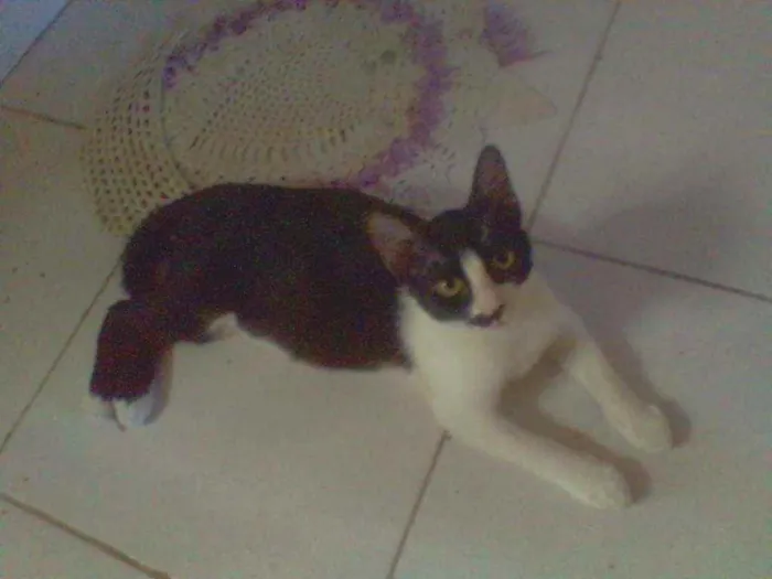 Gato raça Srd idade 2 a 6 meses nome Frajola