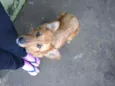 Scoobya