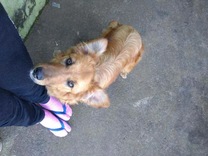 Cachorro raça Collie com vira lata  idade 2 anos nome Scoobya