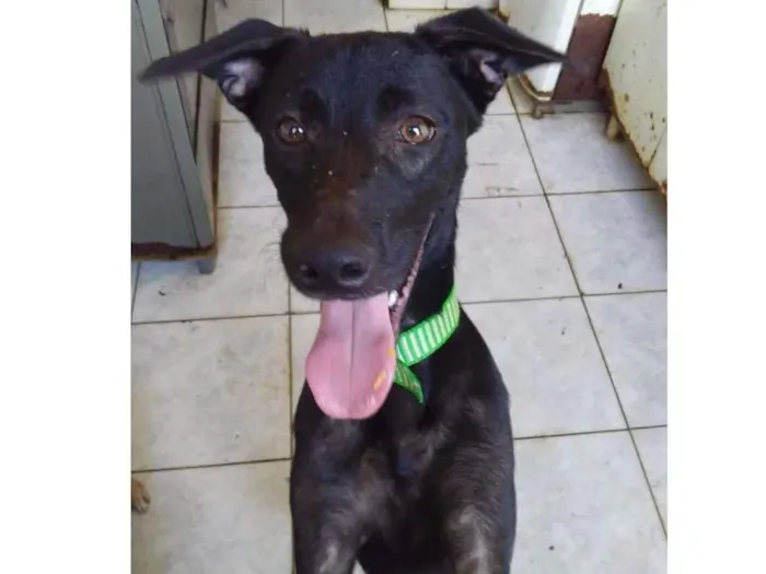 Cachorro ra a SRD-ViraLata idade 7 a 11 meses nome Charlie