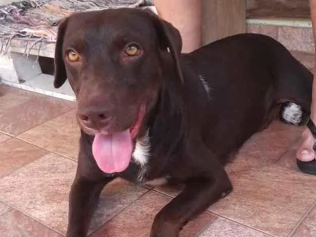 Cachorro raça Não definida idade 1 ano nome Belinha