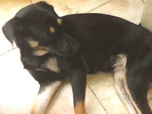 Cachorro raça Virá latas idade 1 ano nome Meg e lulu