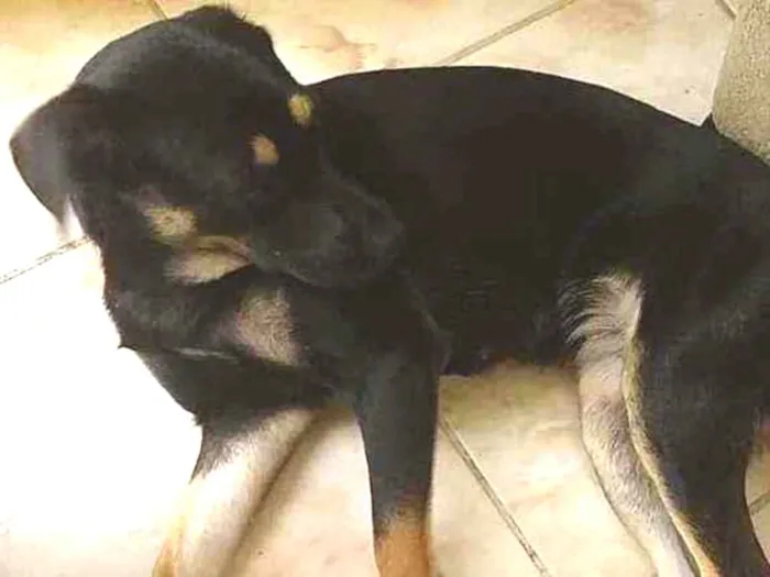 Cachorro ra a Virá latas idade 1 ano nome Meg e lulu