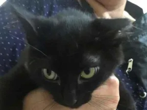 Gato raça SRD-ViraLata idade 2 a 6 meses nome Timóteo