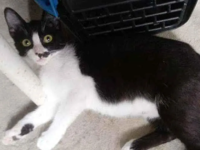 Gato raça Srd idade 2 a 6 meses nome Frajola