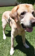 Cachorro raça Labrador idade 6 ou mais anos nome Totty