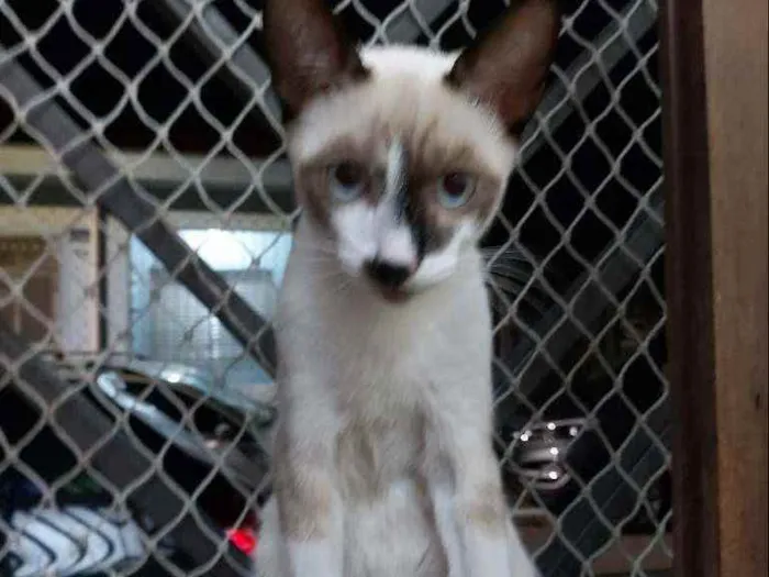 Gato raça Srd idade 2 a 6 meses nome Manchinha