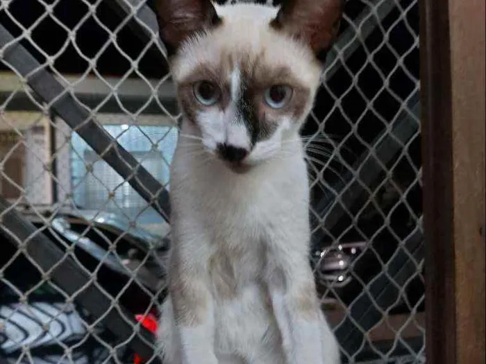 Gato raça Srd idade 2 a 6 meses nome Manchinha