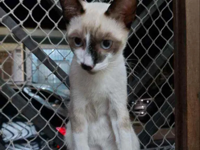 Gato raça Srd idade 2 a 6 meses nome Manchinha