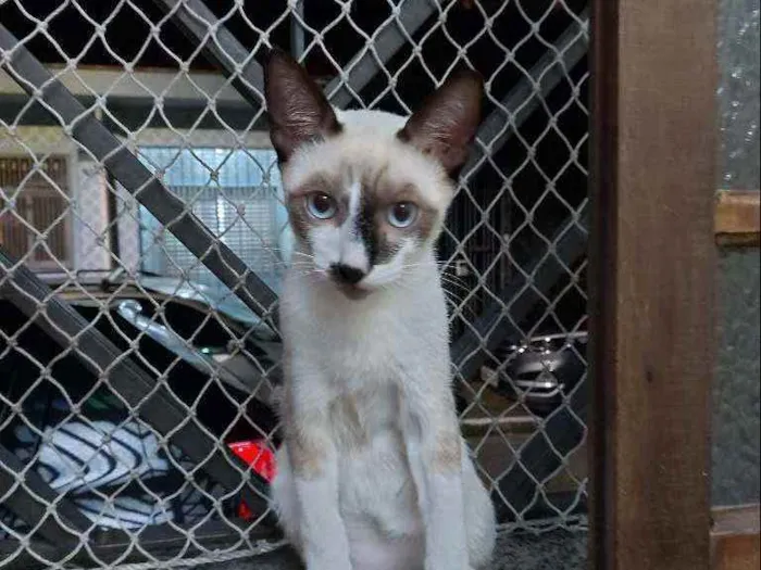 Gato raça Srd idade 2 a 6 meses nome Manchinha