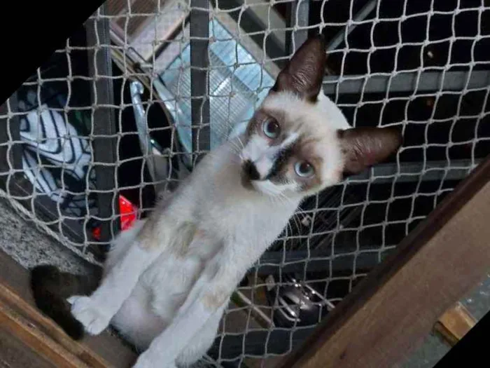 Gato raça Srd idade 2 a 6 meses nome Manchinha