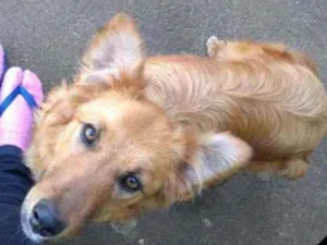 Cachorro raça Collie com vira lata  idade 2 anos nome Scoobya