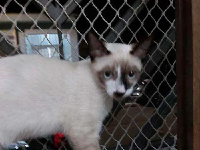 Gato raça Srd idade 2 a 6 meses nome Manchinha