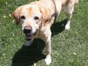 Cachorro raça Labrador idade 6 ou mais anos nome Totty