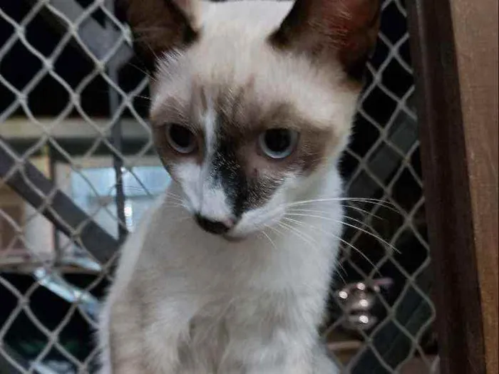 Gato raça Srd idade 2 a 6 meses nome Manchinha