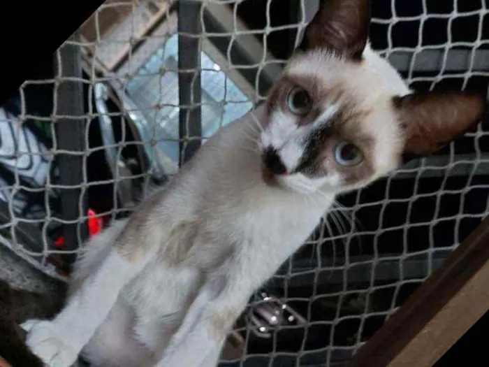 Gato raça Srd idade 2 a 6 meses nome Manchinha