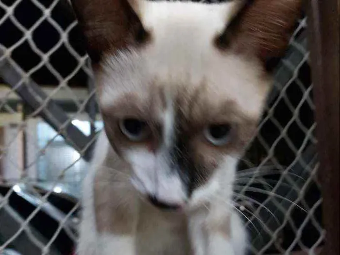 Gato raça Srd idade 2 a 6 meses nome Manchinha