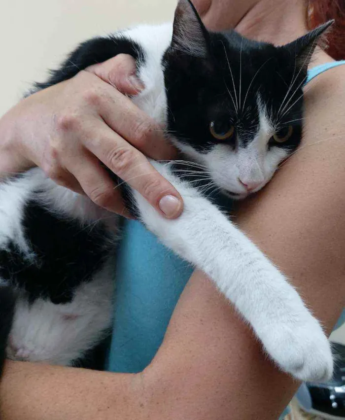 Gato raça Srd idade 7 a 11 meses nome Lolita